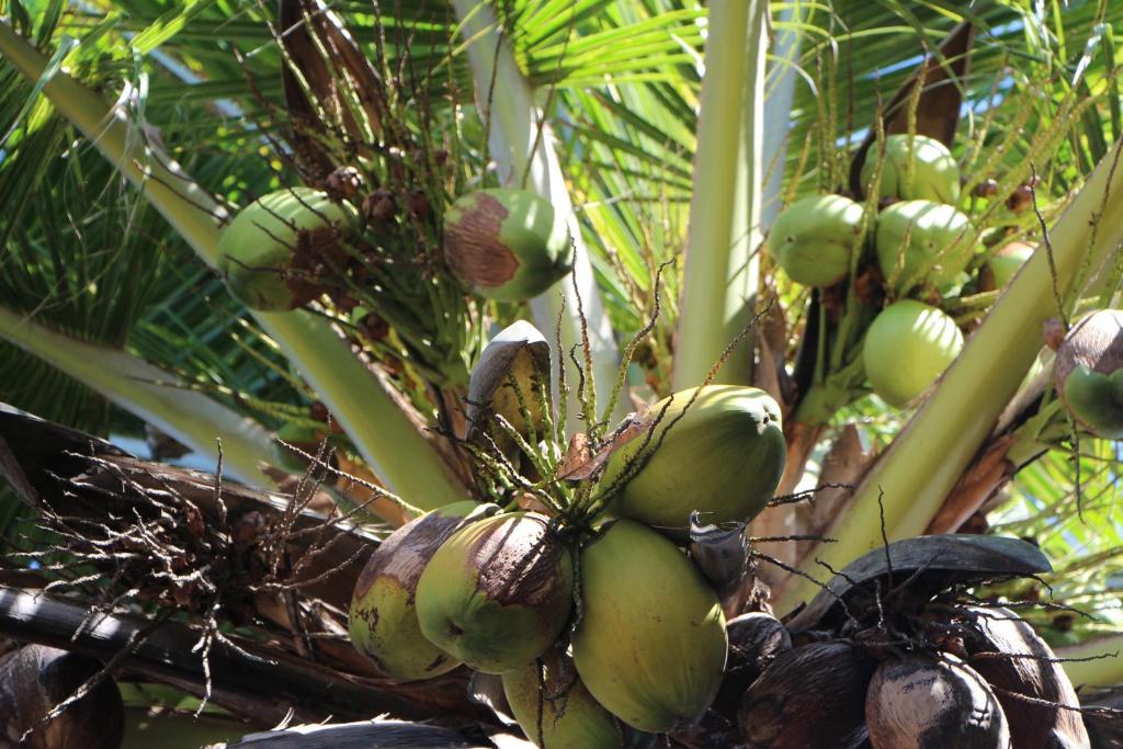 ז'יז'וקה דה ז'ריקואקוארה Pousada Chez Loran Lagoa Do Paraiso מראה חיצוני תמונה